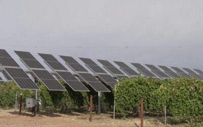 PowerfulTree e Iberdrola impulsan la primera planta agrovoltaica del País Vasco