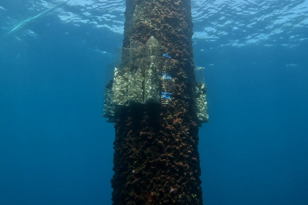 DemoSATH impulsa nuevas soluciones que integran la naturaleza (NIDs) para la energía eólica marina flotante